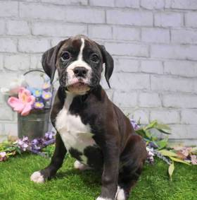 Boxer