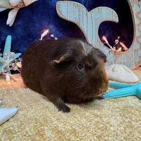 Adoption Guinea Pig