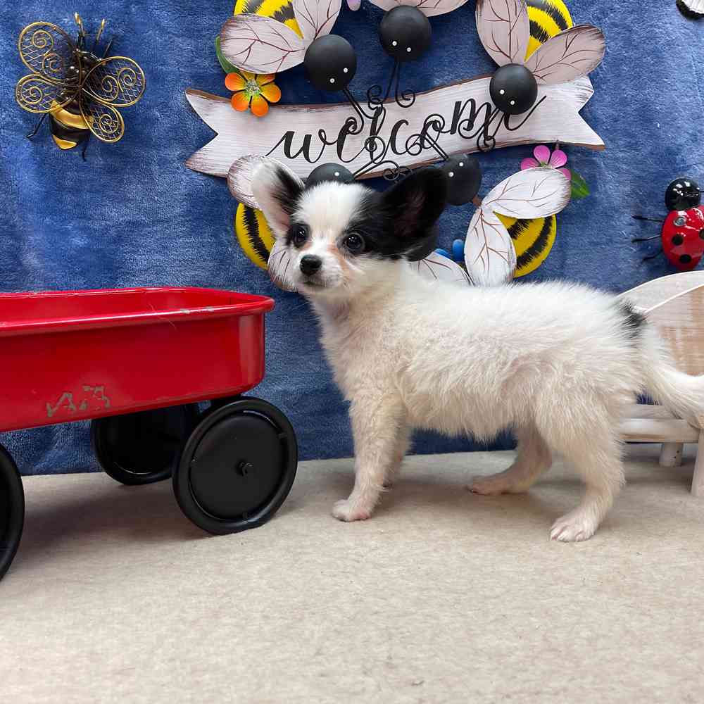carousel pet images