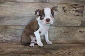 Boston Terrier