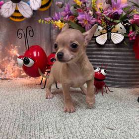 Chihuahua