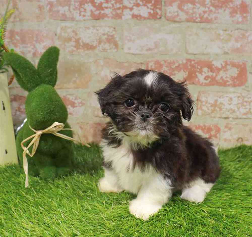 carousel pet images