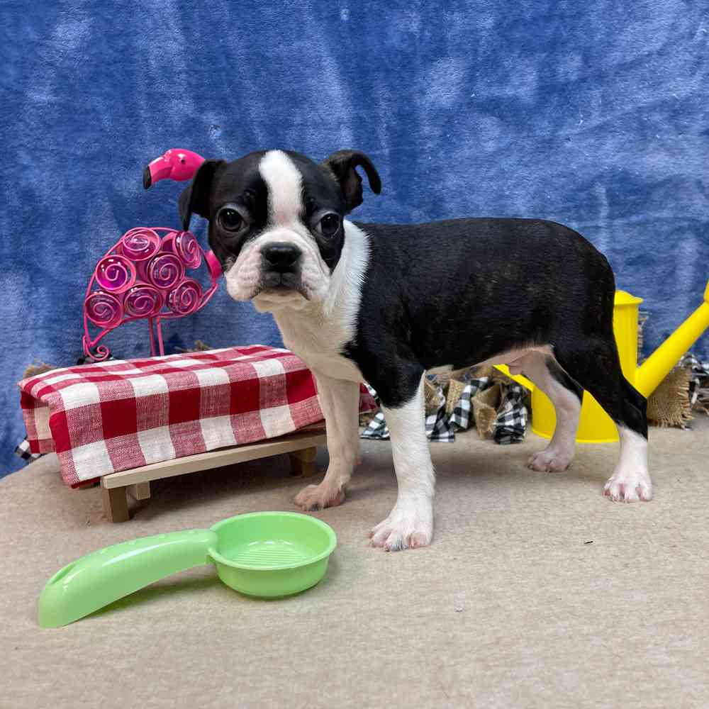 Toy boston terrier puppies for sale near me hotsell