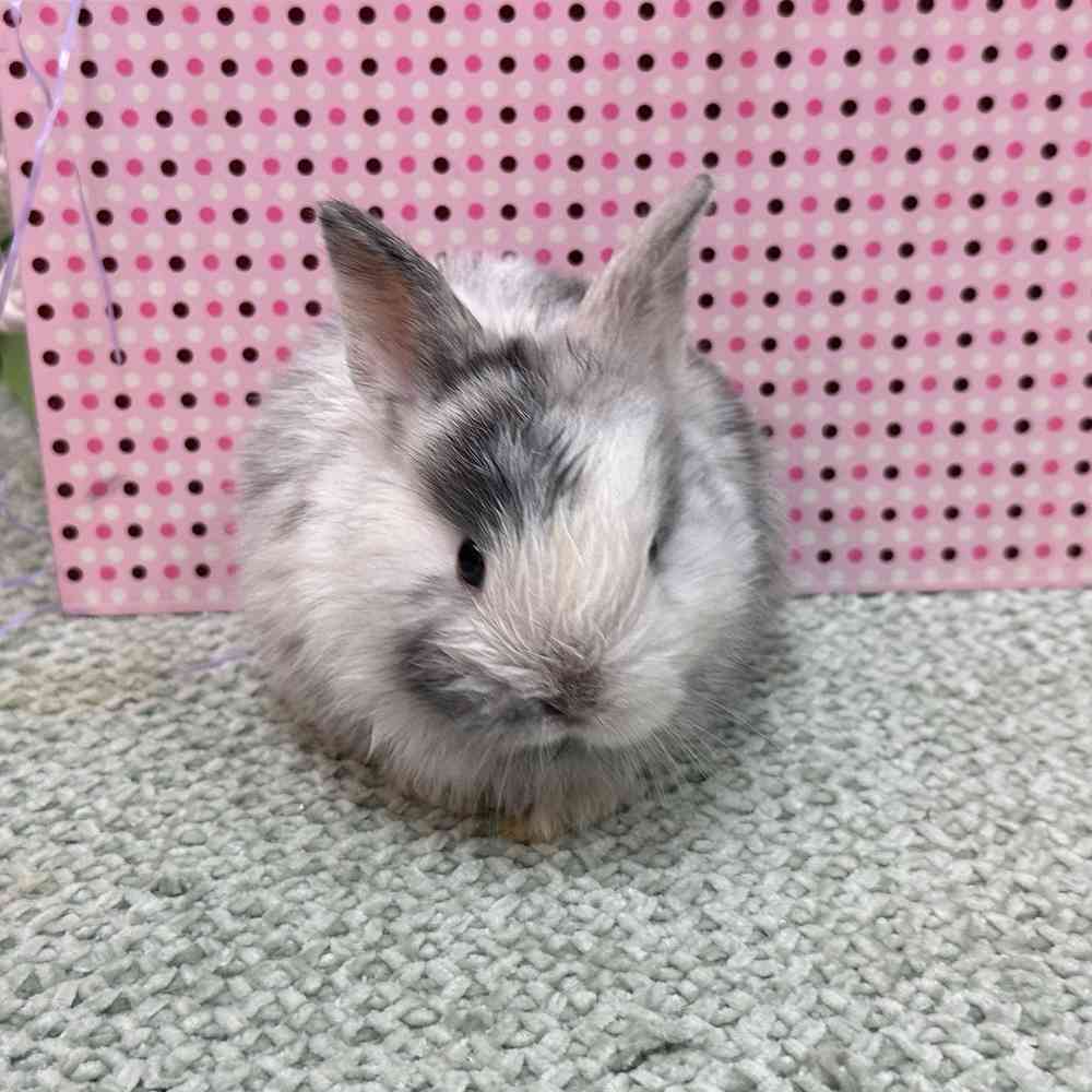 Image of a pet breed in the gallery