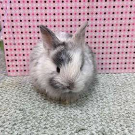 Mini Rex Lop