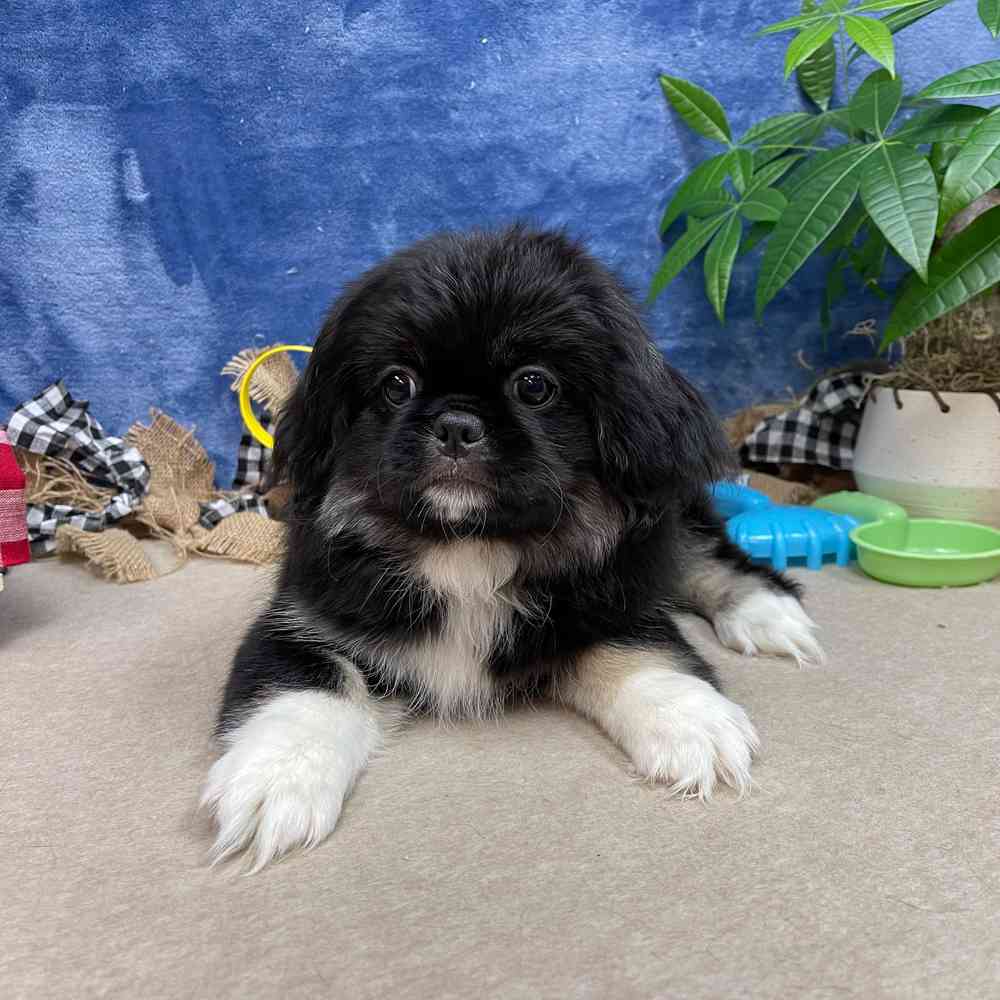 carousel pet images