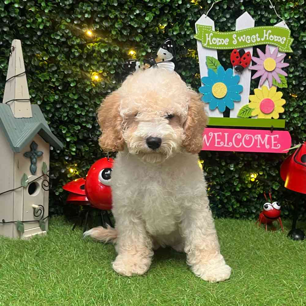 carousel pet images