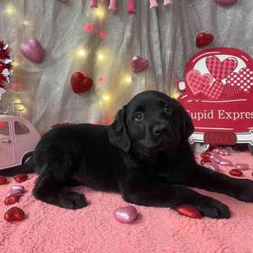 Labrador Retriever