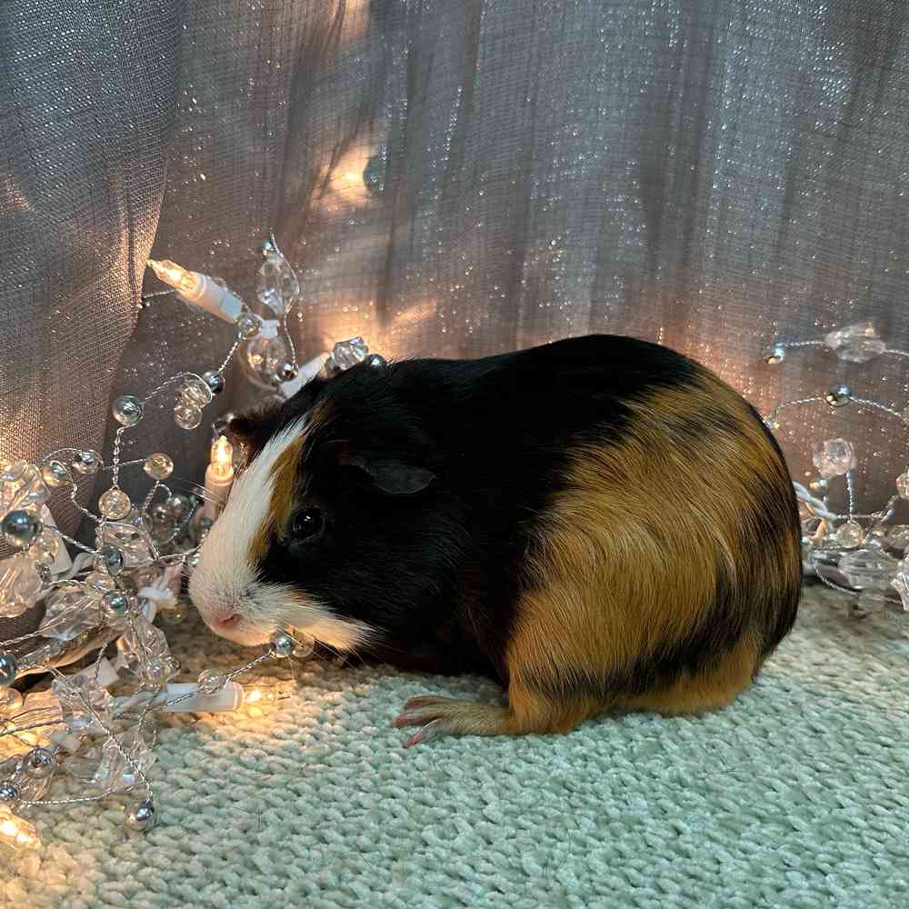 carousel pet images
