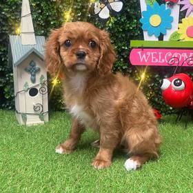 Cavalier King Charles Spaniel