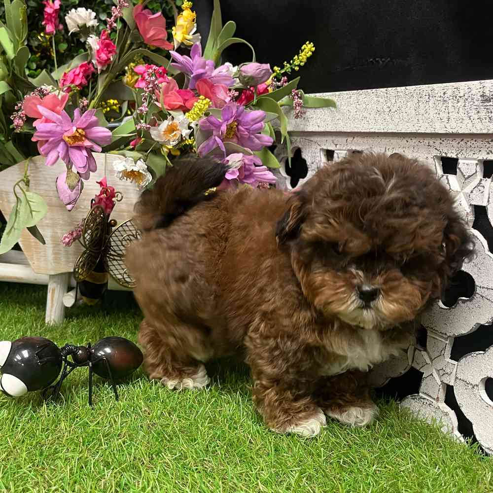 carousel pet images