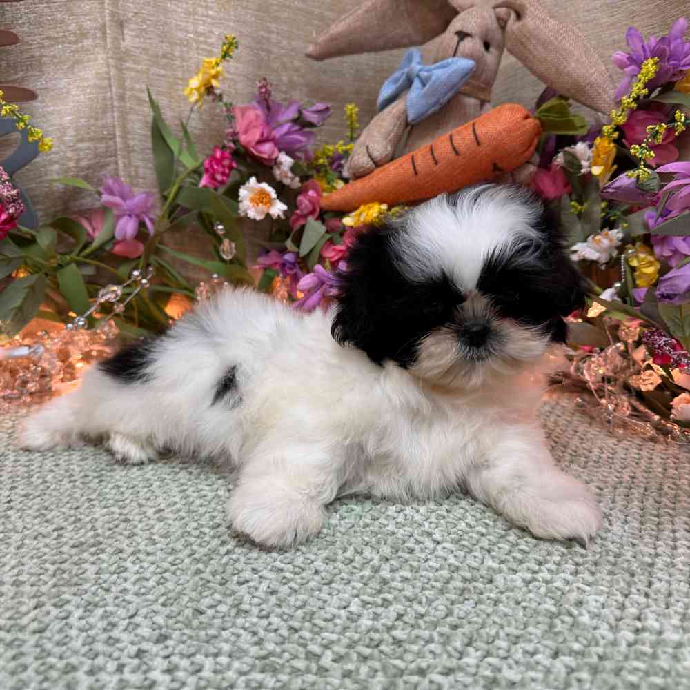 carousel pet images