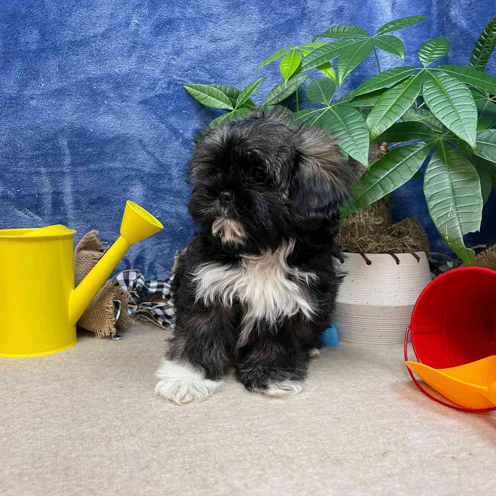 carousel pet images