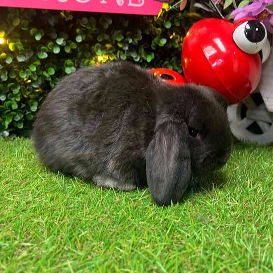 Holland Lop