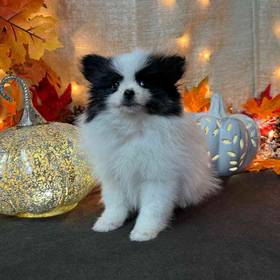 Pomeranian