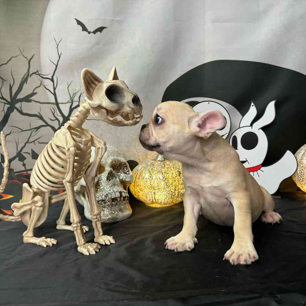 carousel pet images