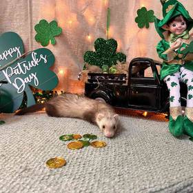 Ferret