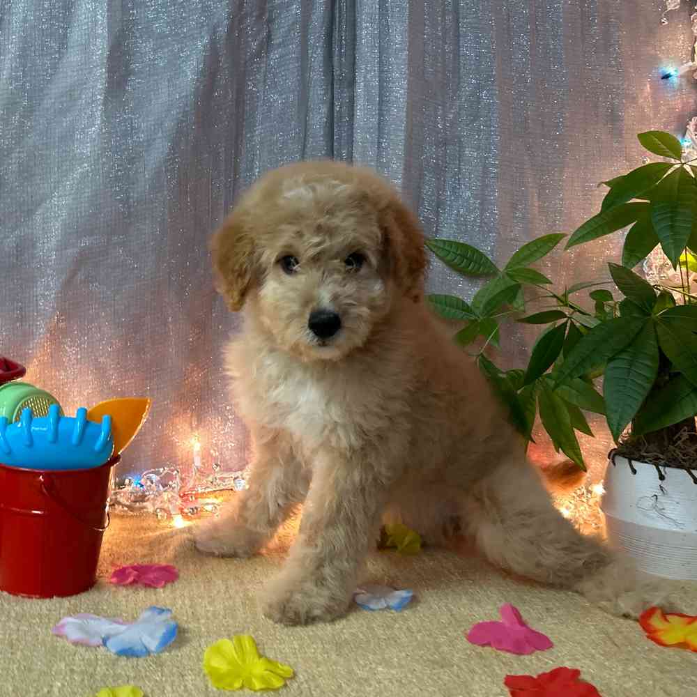 carousel pet images