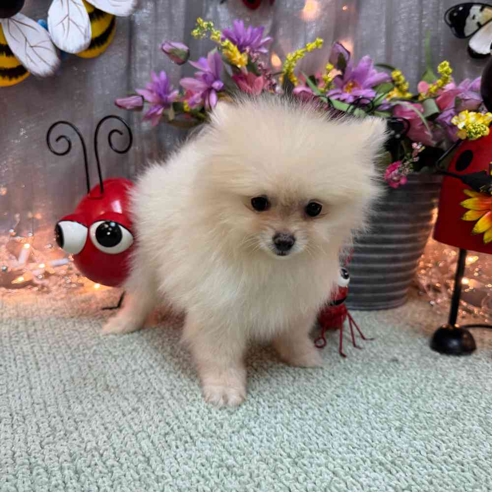 carousel pet images