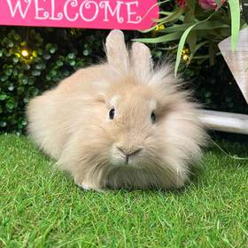 Lionhead