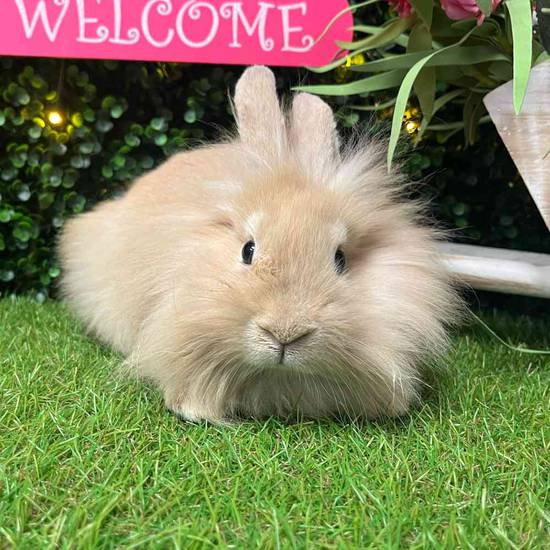 Lionhead