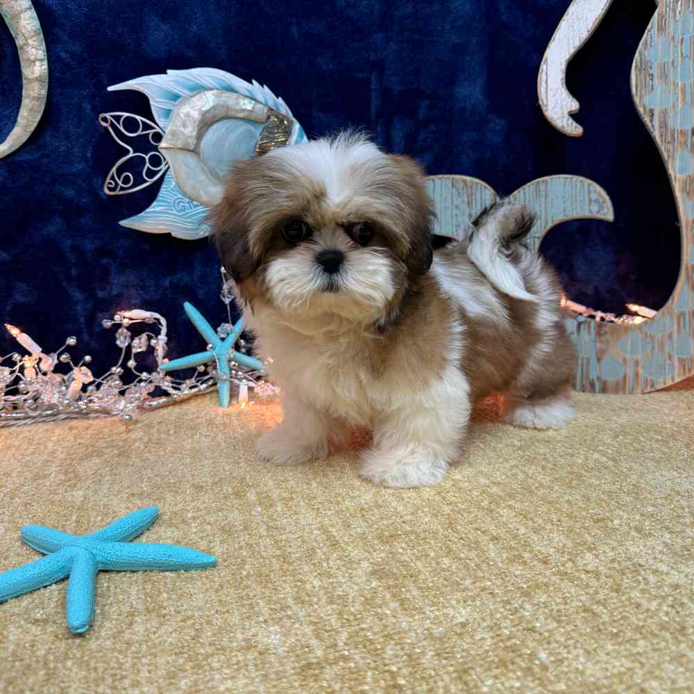 carousel pet images