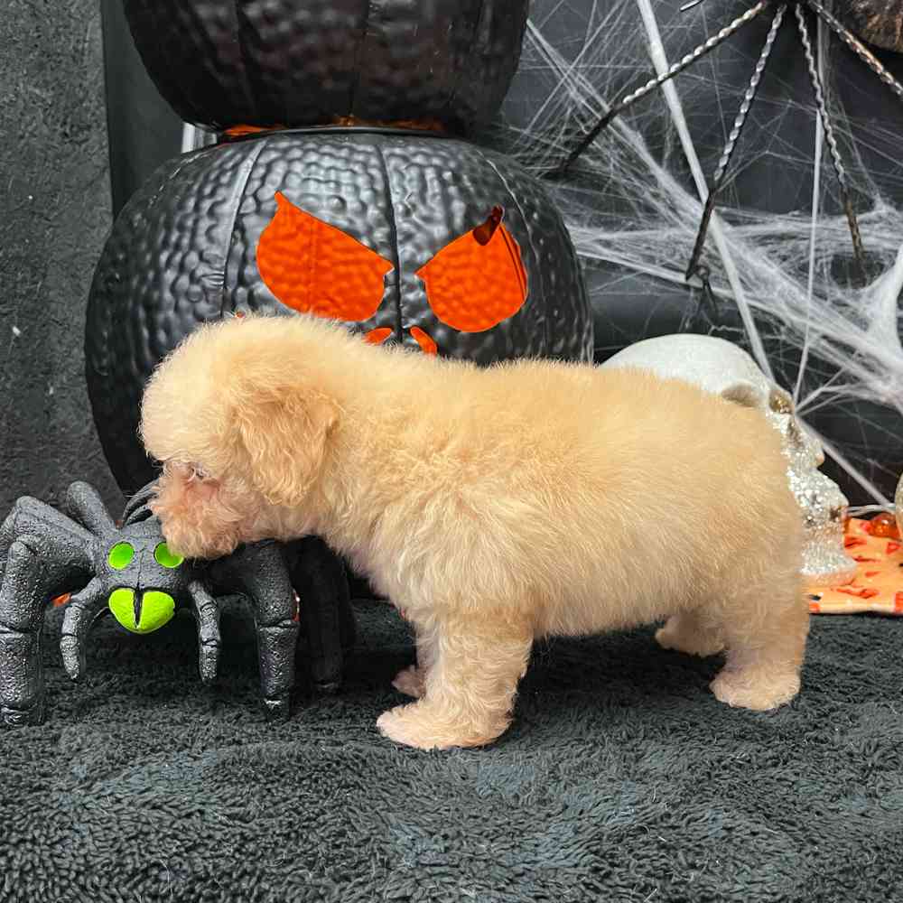 carousel pet images