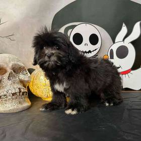 Hava-Tzu