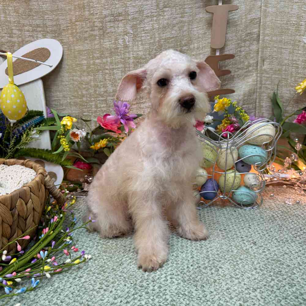 Image of a pet breed in the gallery