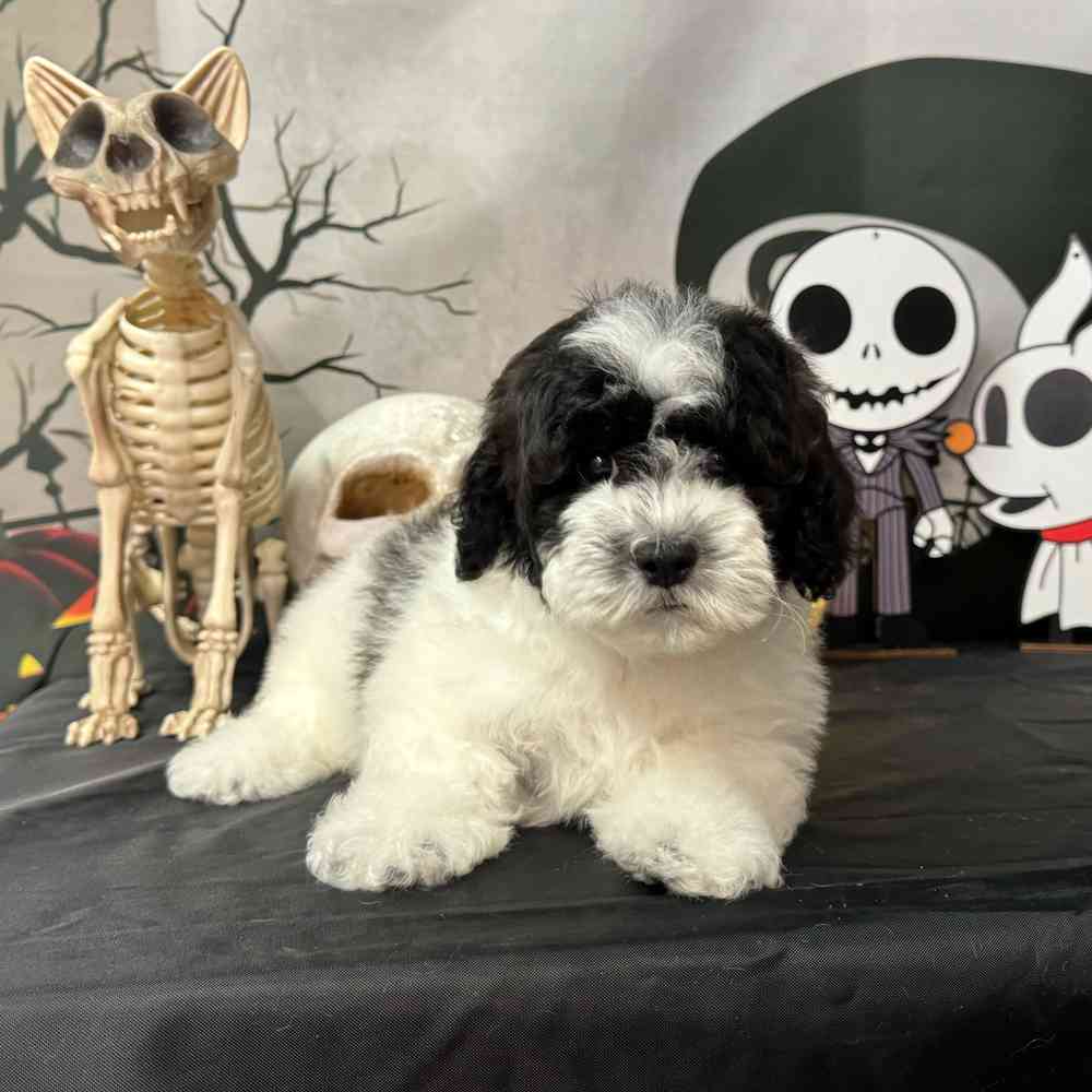 carousel pet images