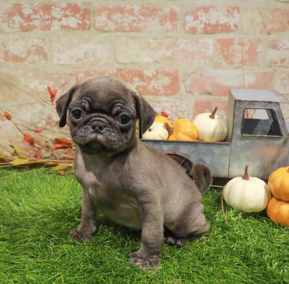 carousel pet images
