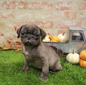 Pug