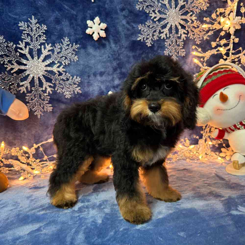 carousel pet images