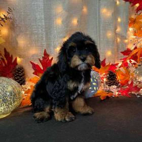 Cavapoo