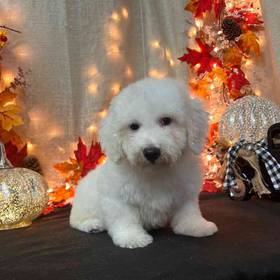 Bichon