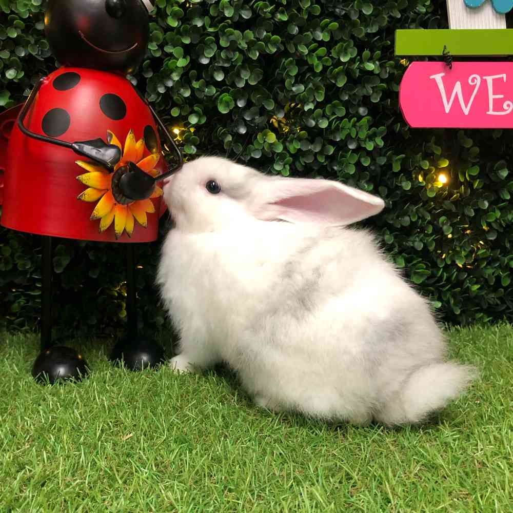 carousel pet images
