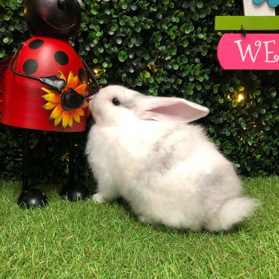 Flemish Giant Holland Lop Mix