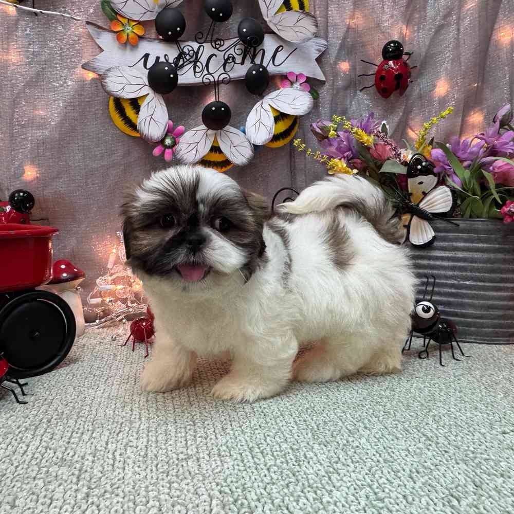 carousel pet images