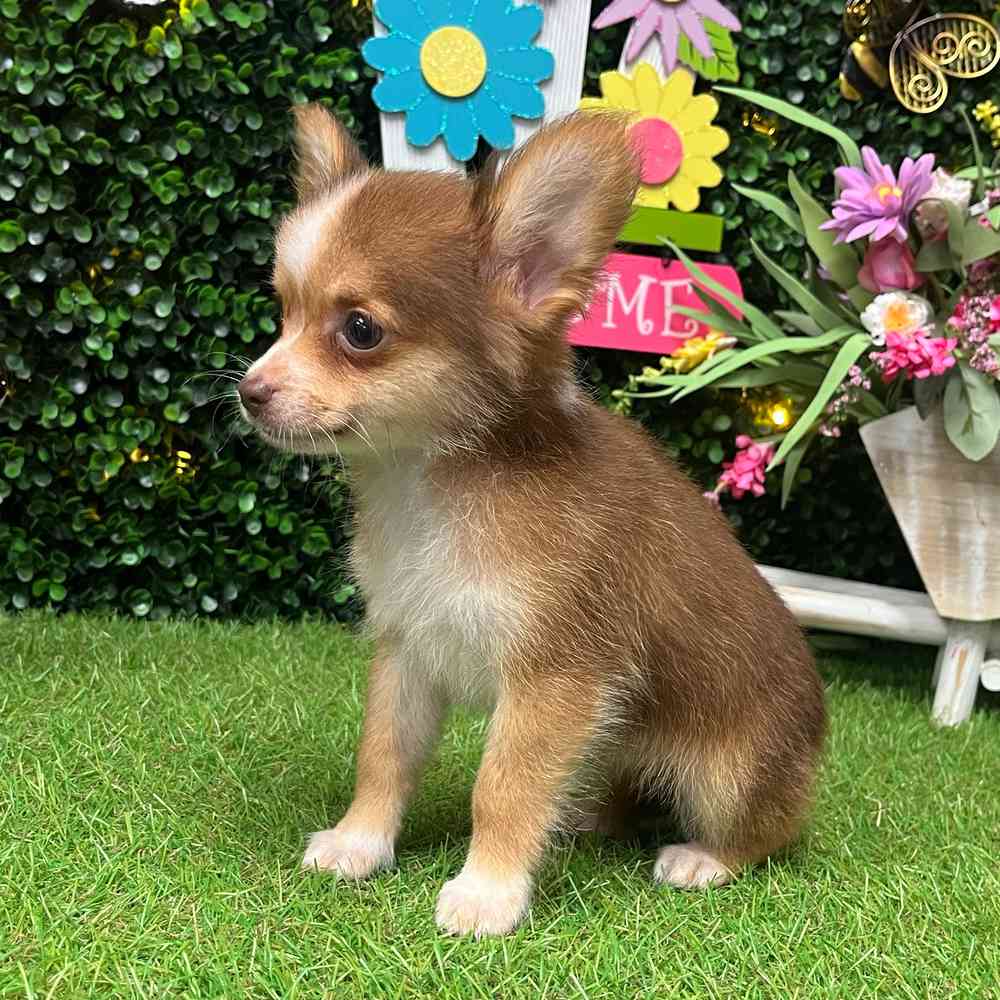 carousel pet images
