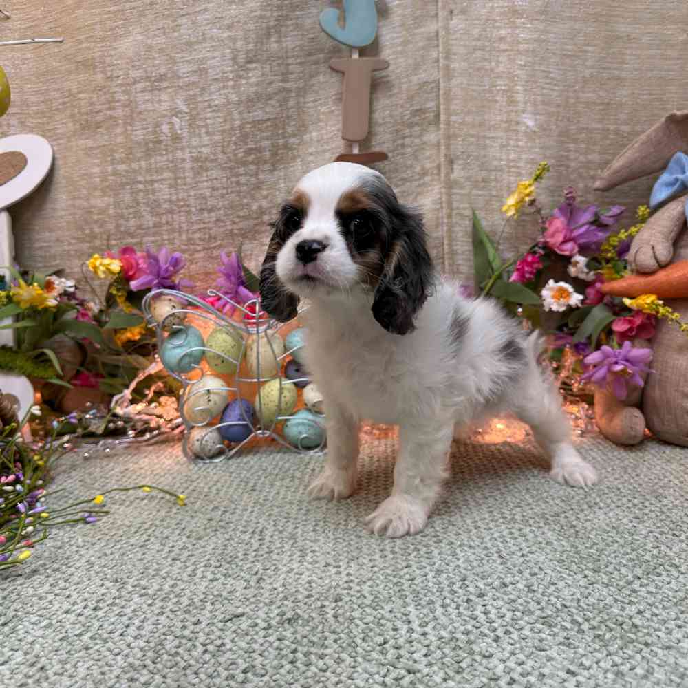 carousel pet images