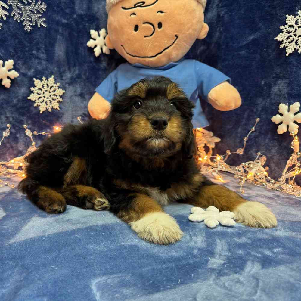 carousel pet images