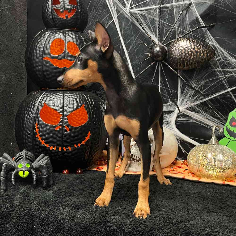 carousel pet images