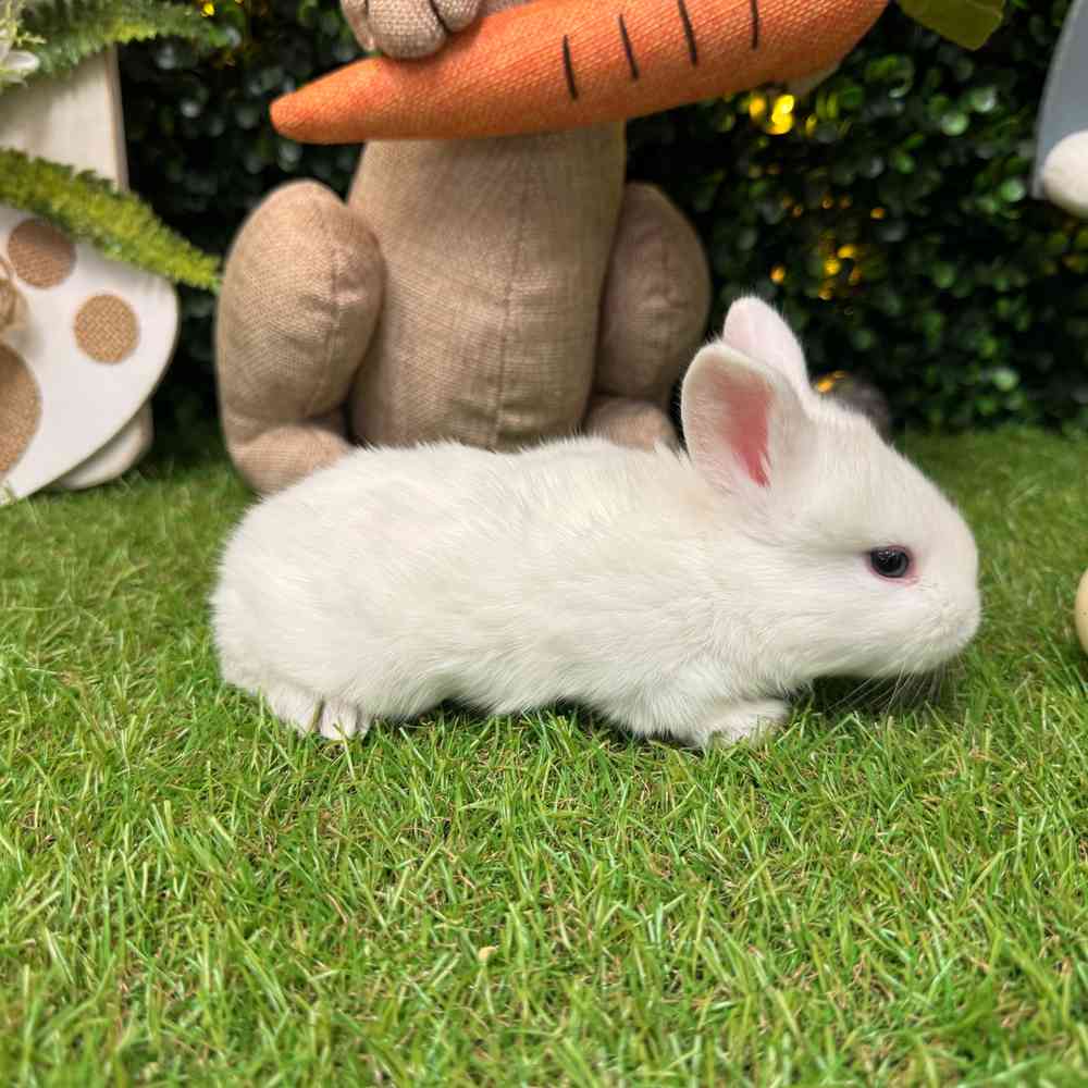 carousel pet images
