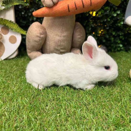 Flemish Giant Mix