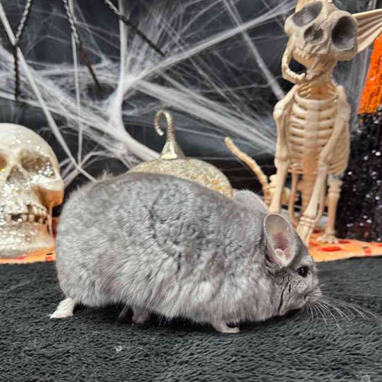 Chinchilla