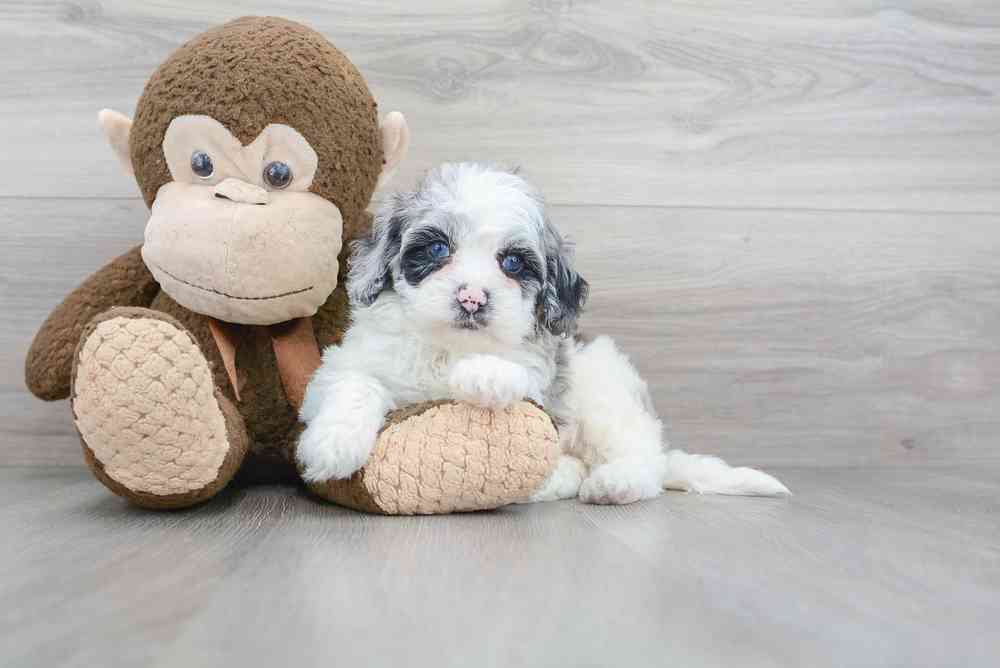 carousel pet images