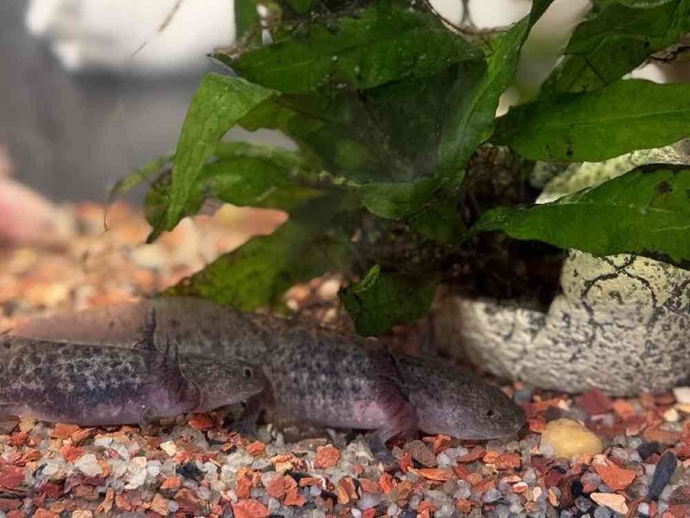 Unknown Axolotl Amphibian for Sale in Stafford, VA
