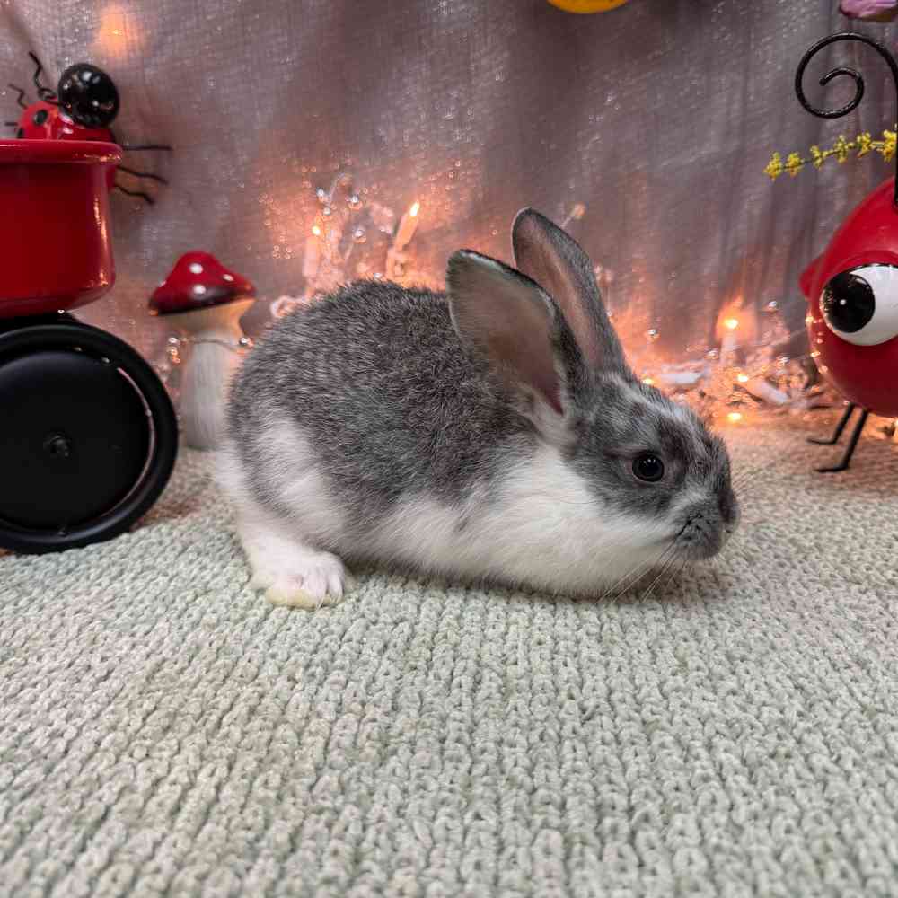 carousel pet images