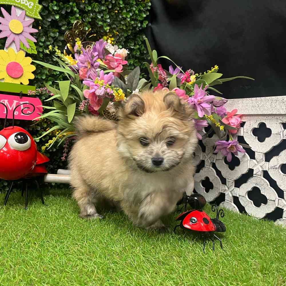 carousel pet images
