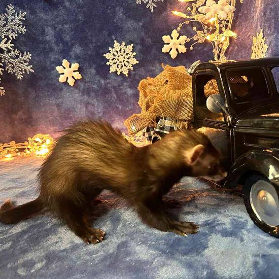 Small Animal for Sale Pets Plus Stafford